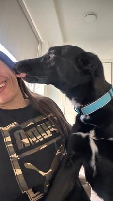 the first dog I dogsit ❤️ - his name is Blue and I love him and he loves me too
