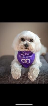 Family dog