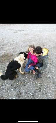 Farm dogs 