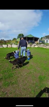 Farm dogs