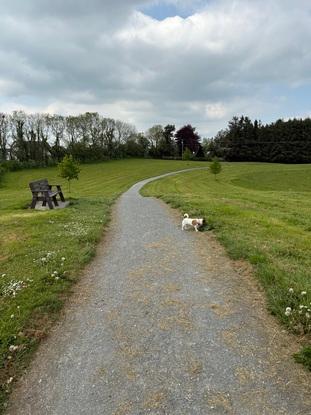 The local park where I walk my dogs