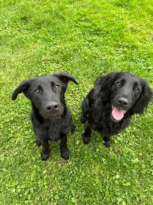 Looked after Riley’s new brother Copper since he was 12 weeks old!
