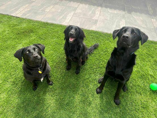 Luna, Riley & Copper