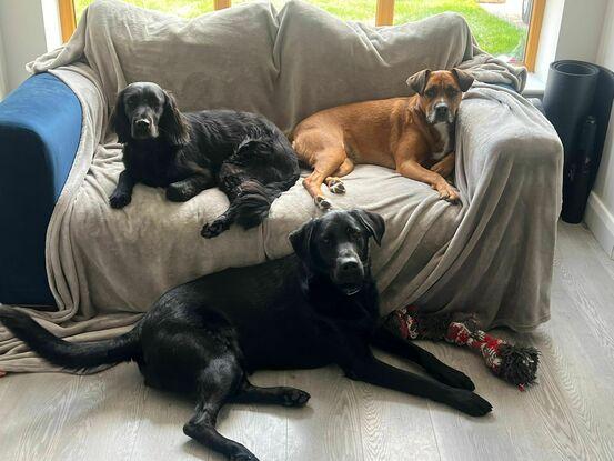 Riley, Ahsoka & Copper