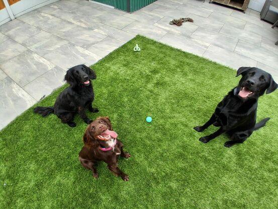 Riley, Daisy & Copper