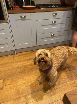 My friend’s dog, Phoebe, who I have cared for in the past