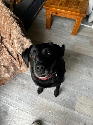 My friend’s dog, Kala, who I have cared for in the past