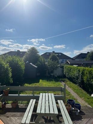 My back garden