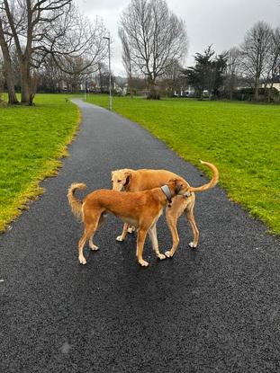 Sika greeting another dog on a walk and making friends!