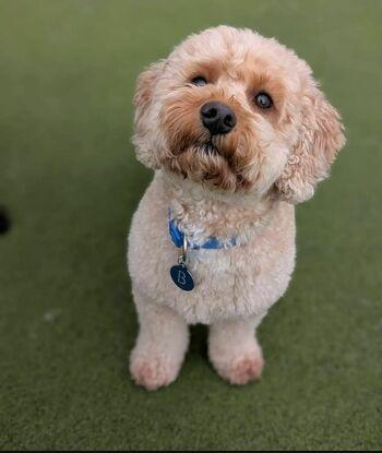 Bailey the beautiful Cavapoo now living his best life in Dublin