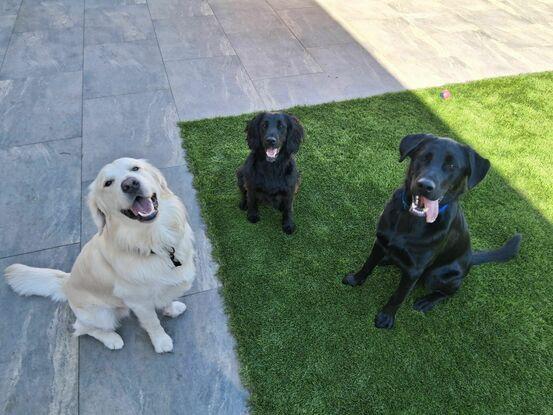 Milo, Riley & Copper