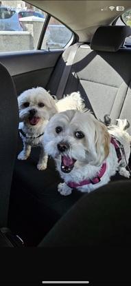 Pippa and pixie (sisters)