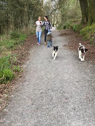 Knockma woods, a walk area 🐾