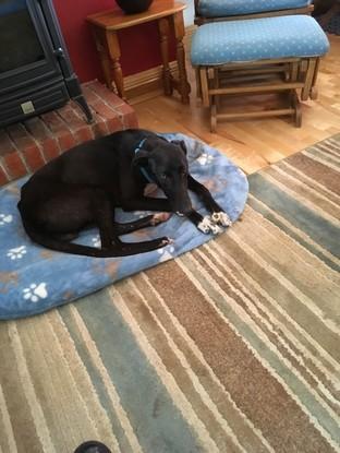 A sweet lurcher that comes regularly in the winter time 