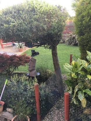 Little dog run through my flower beds