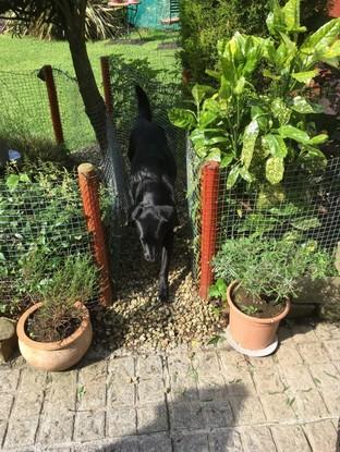 Penny coming through dog run into patio
