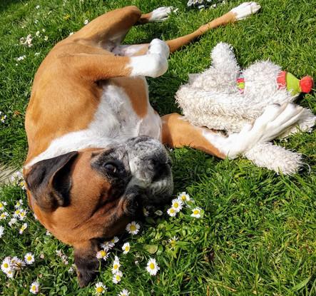 Tia - she loved laying about in the sun 