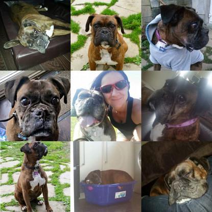 My very own beautiful fur baby Rocky (RIP)