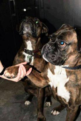 Here's my paw....where's my treat?