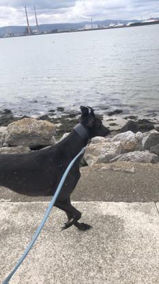 Walks with Kody the greyhound