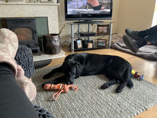 You dog will be staying in our living room.