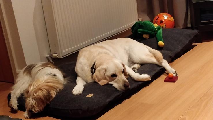 Claire & scooby