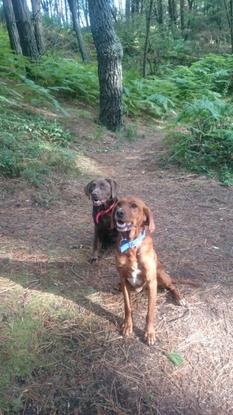 My two dogs Coco & Harry!