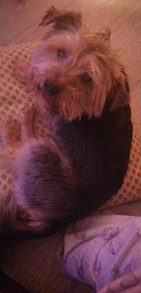 Humphrey