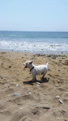 Charlie running amuck at the beach