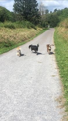 Walking Bingo & Buster