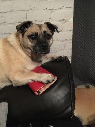 Milo my accountant minding my purse