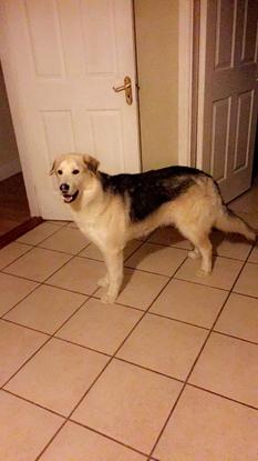 Buck (Male) Husky Mixed