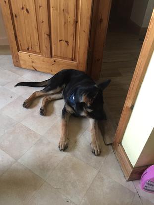 Thor (Male) German Shepard