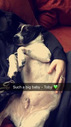 Toby (Male) Terrier Mixed