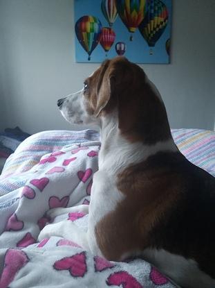 Is it time for walkies?! 