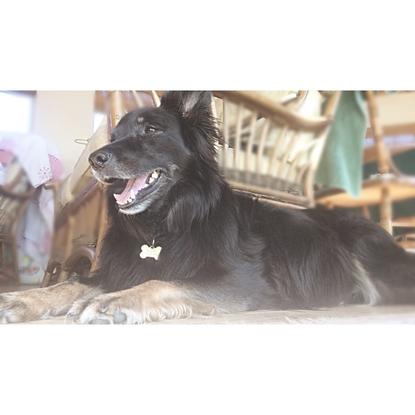 My pupper millie❤️ poor poochie lost her fight a in February 2020. As much as I’ll always love any dog on this planet. No dog will be as good as her. She was a hero❤️