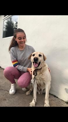 Ever so smiley BoBo! Started off on tender hooks with this boy but after a while he warmed to me and now definitely has the waggiest tail and bum when he sees me! Best mates now❤️