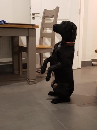 Labrador