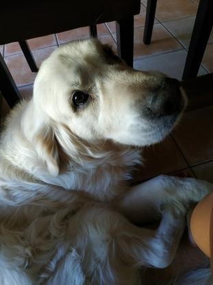 This was my dog Tanguy, most adorable Golden Retriever on earth ❤️