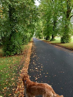 Halley on a walk in Breaffy