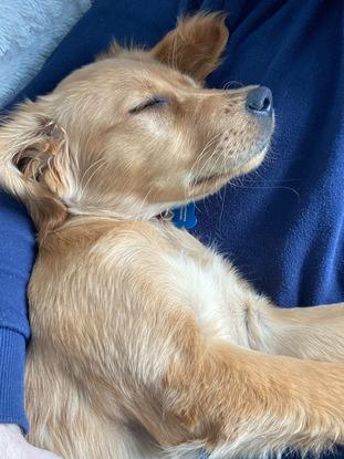 Shellybanks napping