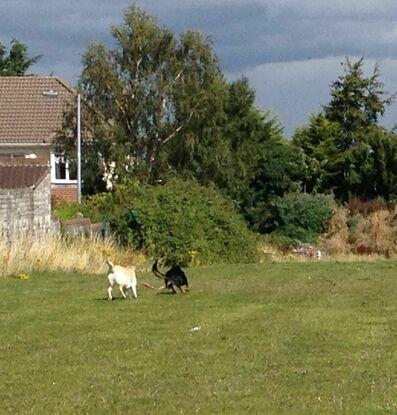 Enclosed area to let off leash (closed temporarily)