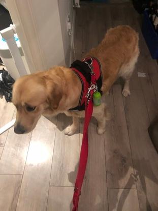 Ready for his walk