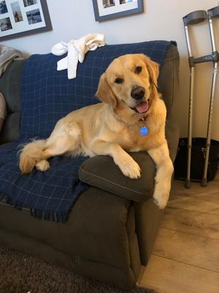 Alfie the poser