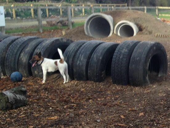 Dspca agility area, fun for all doggies