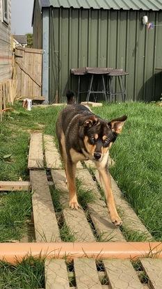 Skye (Female) Rottweiler/Husky Mix 