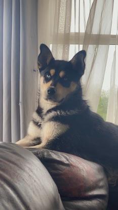 Pikachu (Female) Rottweiler/Husky Mix 