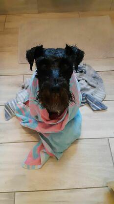 Hates his shower, loves being blowdried though