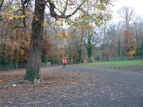 The Dog Park - good for play!