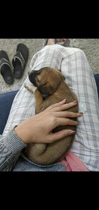 Foster puppy
